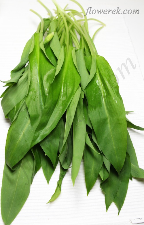 wild garlic