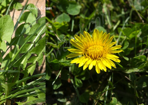 dandelion dandelion