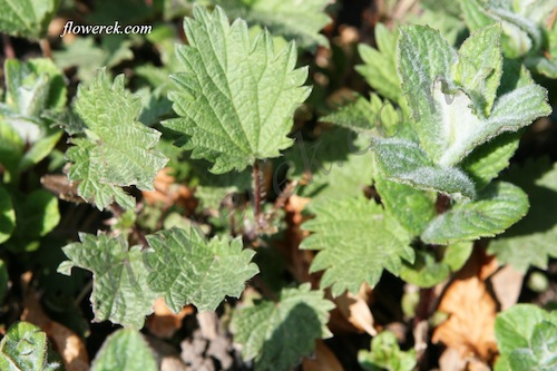 nettle nettle