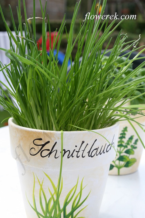 chives chives