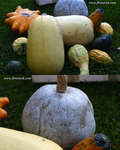 pumpkins