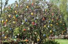 egg tree